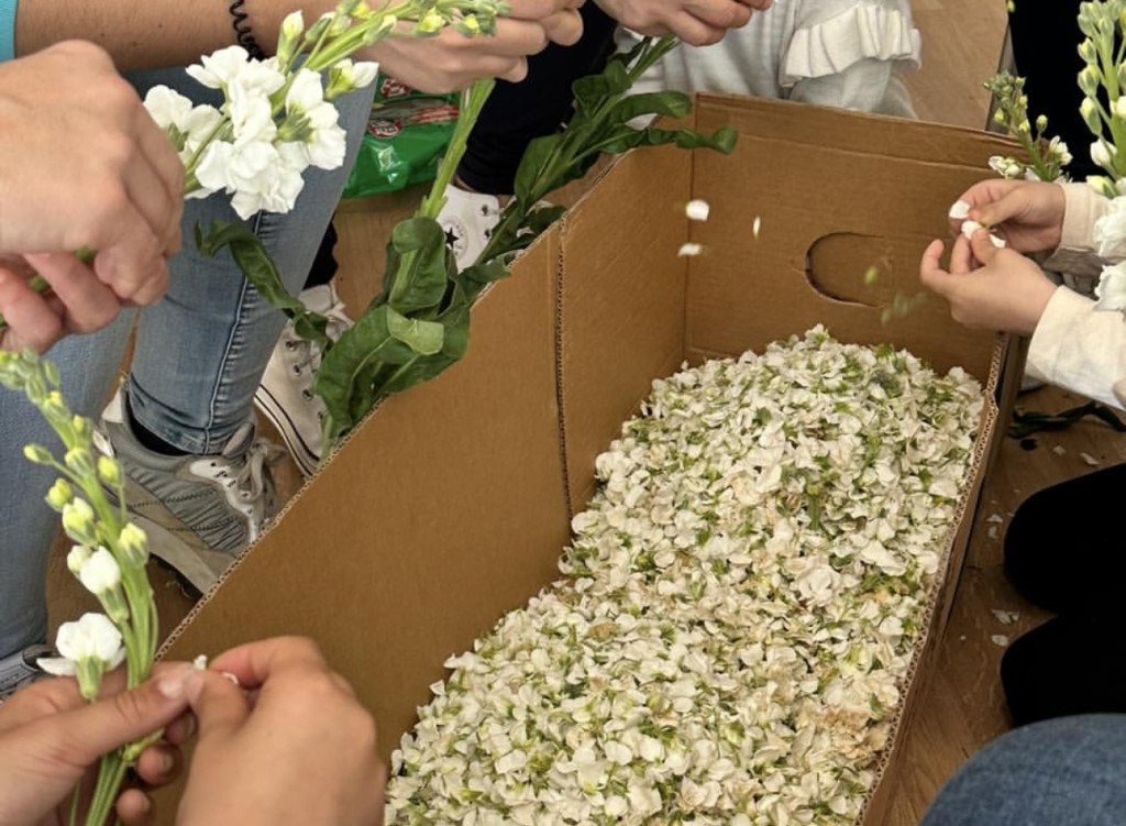 Preparación Petala  2024